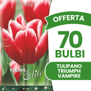 OFFERTA 70 BULBI TULIPANO TRIUMPH VAMPIRE