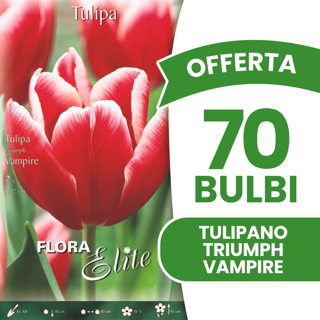 OFFERTA 70 BULBI TULIPANO TRIUMPH VAMPIRE