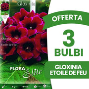 OFFERTA 3 BULBI GLOXINIA ETOILE DE FEU