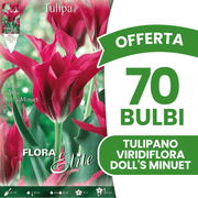 OFFERTA 70 BULBI TULIPANO VIRIDIFLORA DOLL'S MINUET