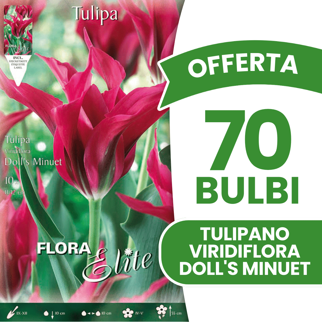 OFFERTA 70 BULBI TULIPANO VIRIDIFLORA DOLL'S MINUET