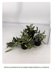 OFFERTA 3 VARIETA' DI HOYA IN VASO DA 10CM