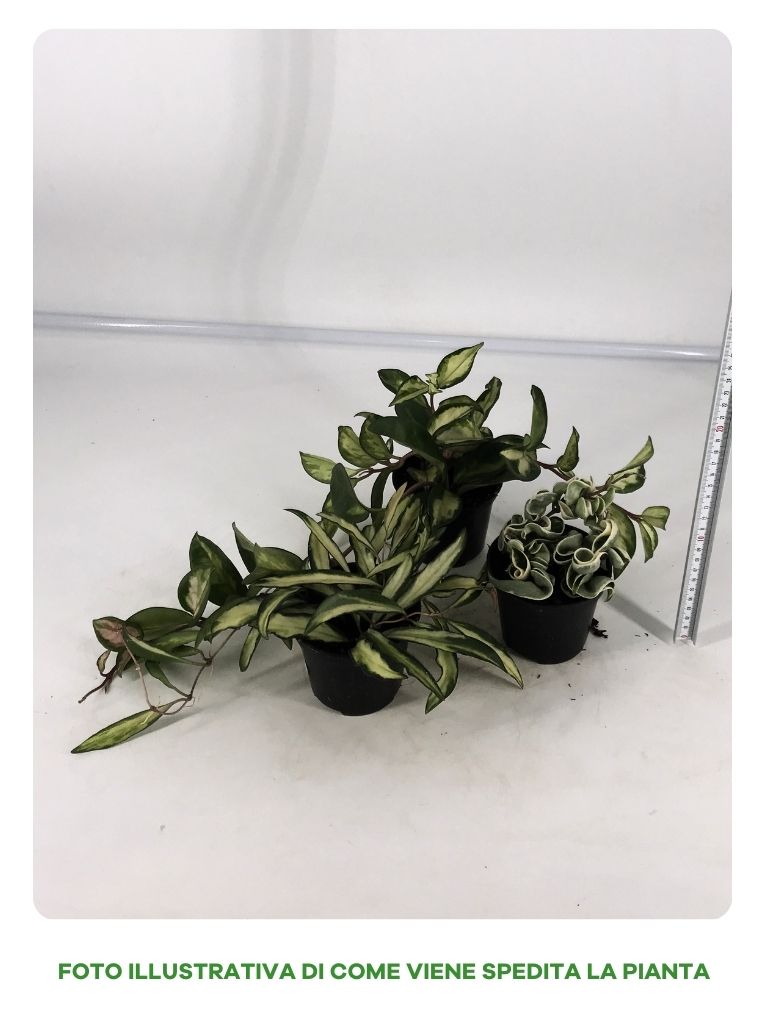 OFFERTA 3 VARIETA' DI HOYA IN VASO DA 10CM