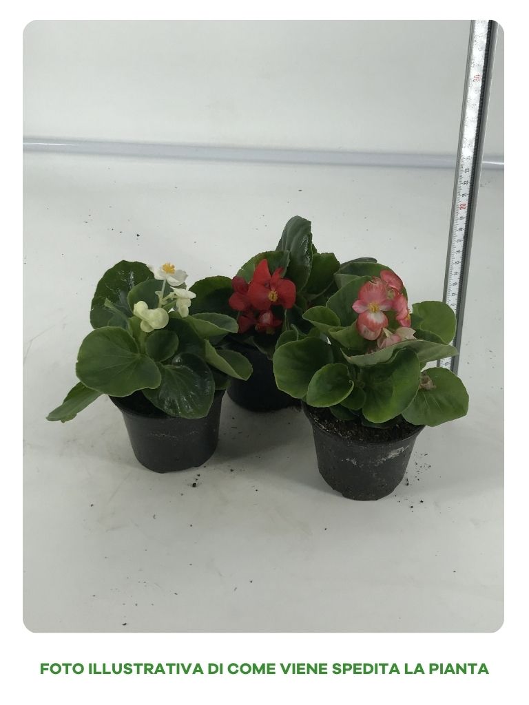 OFFERTA SET 3 BEGONIETTE IN VASO 10CM COLORI ASSORTITI