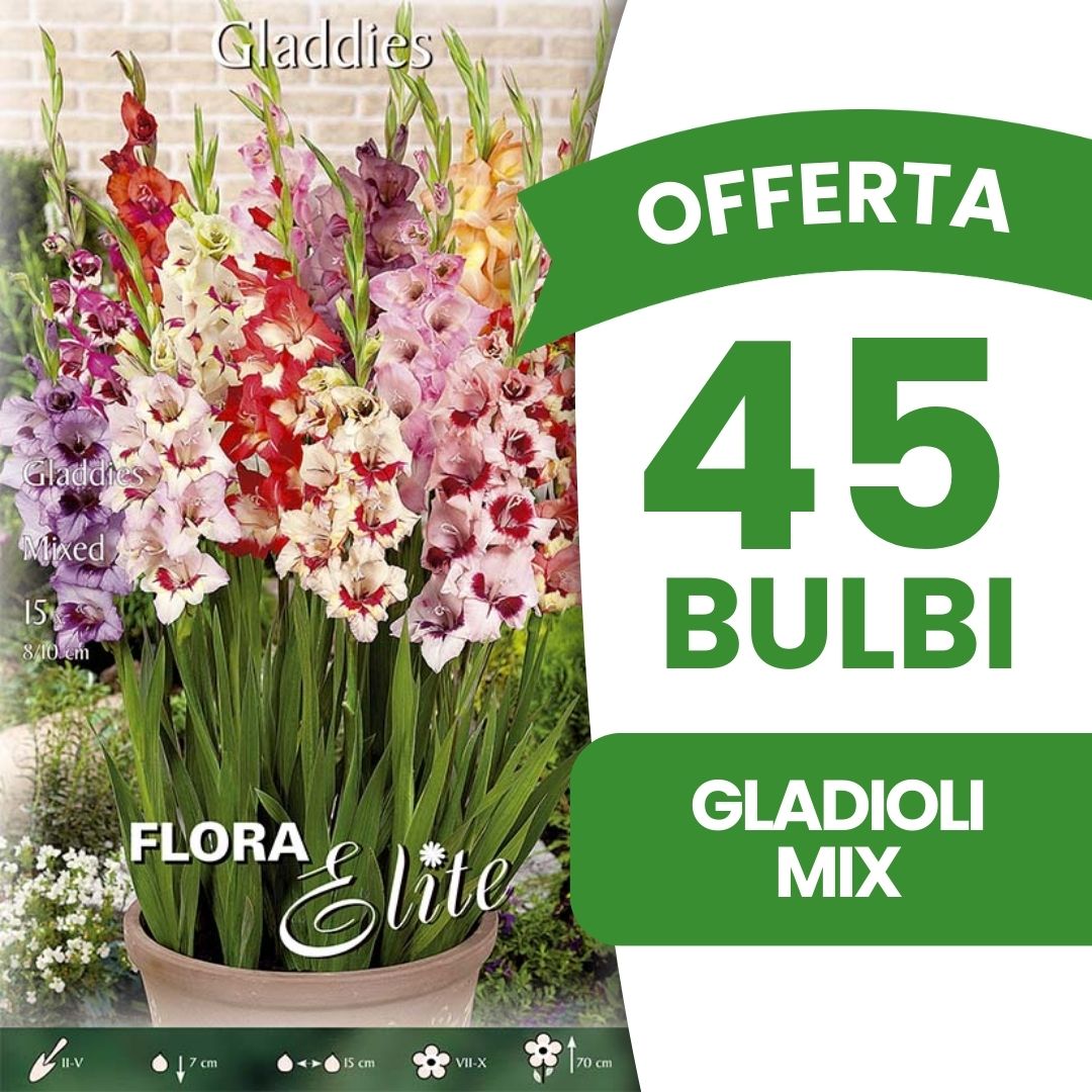 OFFERTA 45 BULBI GLADIOLI MIX