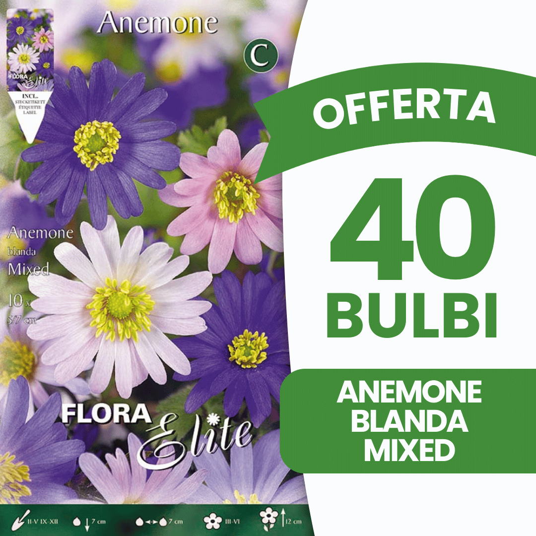 OFFERTA 40 BULBI BULBI ANEMONE BLANDA MIXED