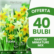 OFFERTA 40 BULBI NARCISO MINIATURE MIXED