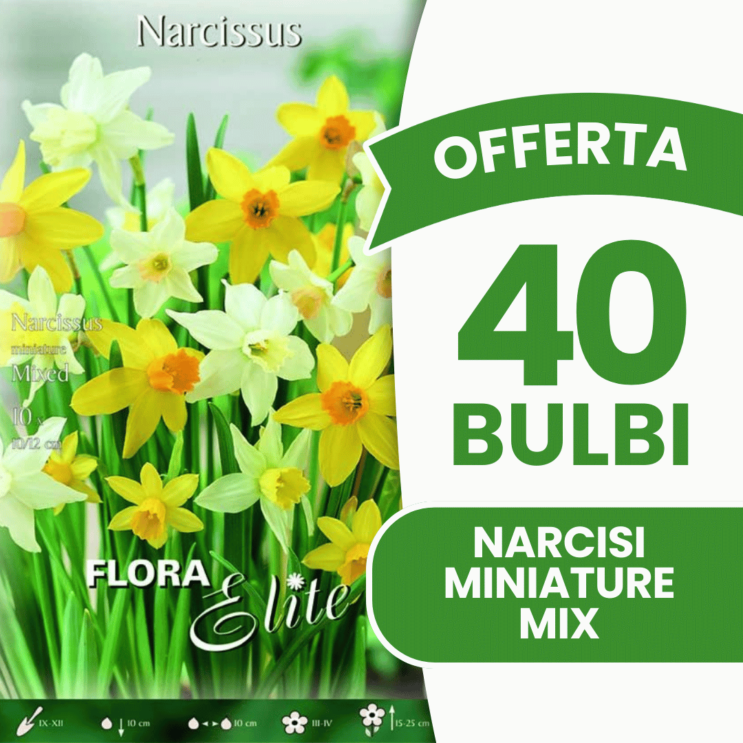 OFFERTA 40 BULBI NARCISO MINIATURE MIXED