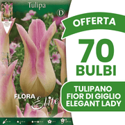 OFFERTA 70 BULBI TULIPANO FIOR DI GIGLIO ELEGANT LADY