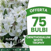 OFFERTA 75 BULBI ORNITHOGALUM OLIGOPHYLLUM WHITE TROPHY