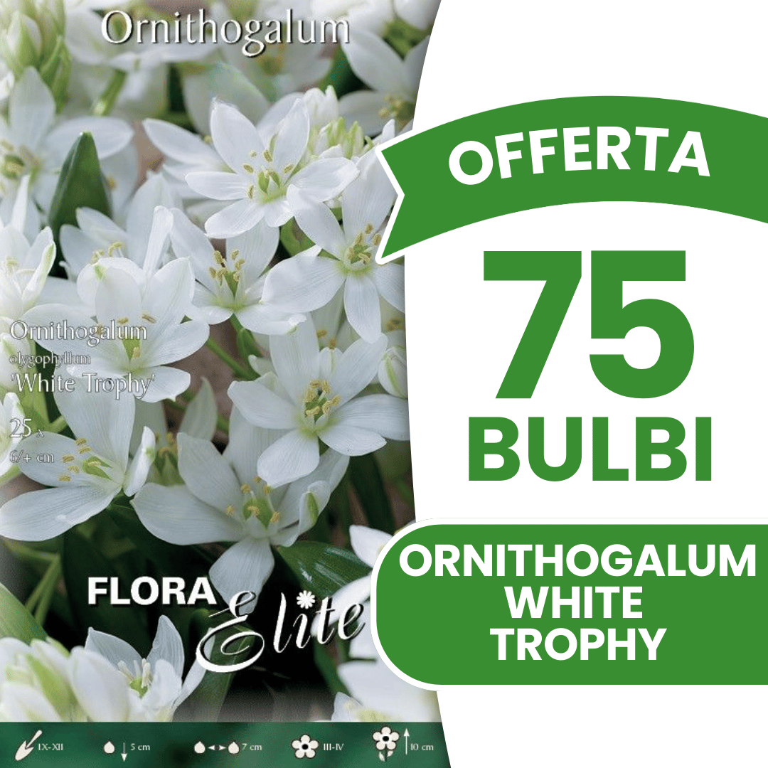 OFFERTA 75 BULBI ORNITHOGALUM OLIGOPHYLLUM WHITE TROPHY