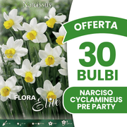 OFFERTA 30 BULBI NARCISO CYCLAMINEUS PRE PARTY