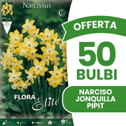 OFFERTA 50 BULBI NARCISO JONQUILLA PIPIT