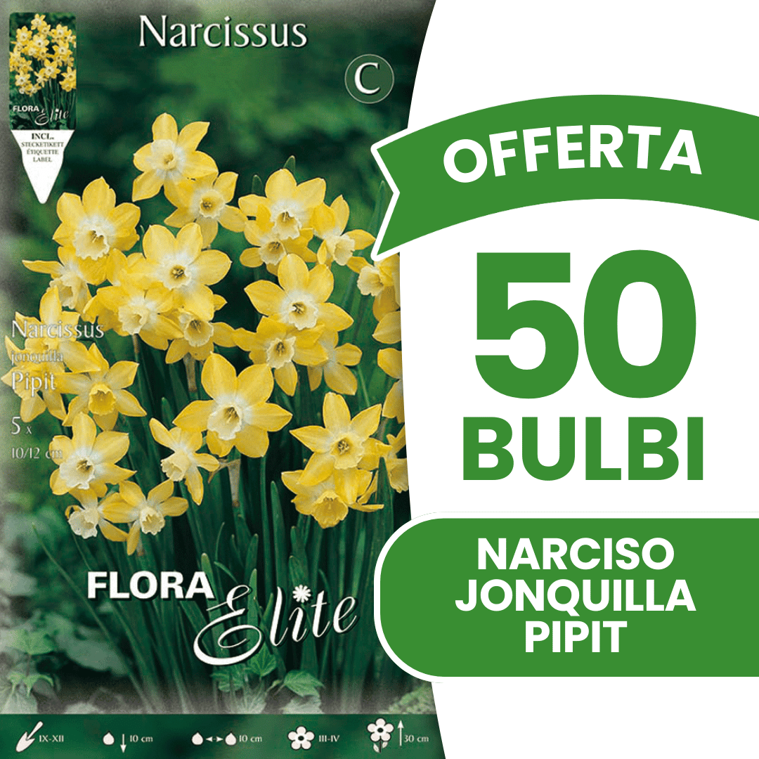 OFFERTA 50 BULBI NARCISO JONQUILLA PIPIT