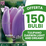 OFFERTA 150 BULBI TULIPANO DARWIN LIGHT AND DREAMY