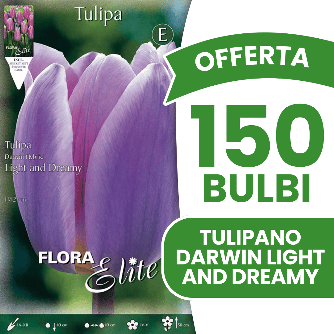 OFFERTA 150 BULBI TULIPANO DARWIN LIGHT AND DREAMY