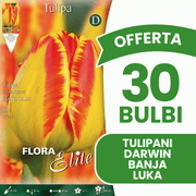 OFFERTA 30 BULBI TULIPANO DARWIN HYBRID BANJA LUKA
