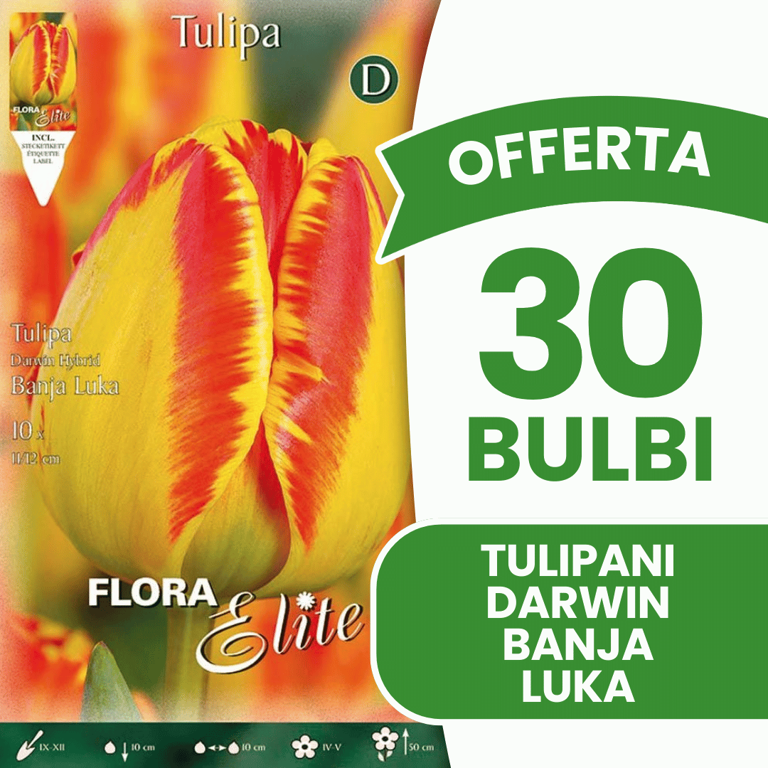 OFFERTA 30 BULBI TULIPANO DARWIN HYBRID BANJA LUKA