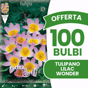 OFFERTA 100 BULBI TULIPANI LILIAC WONDER