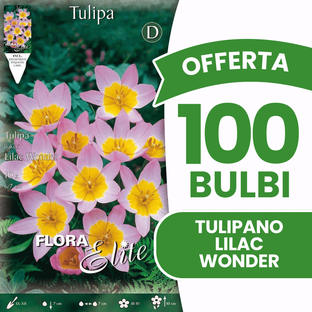 OFFERTA 100 BULBI TULIPANI LILIAC WONDER