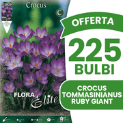 OFFERTA 225 BULBI CROCUS TOMMASINIANUS RUBY GIANT