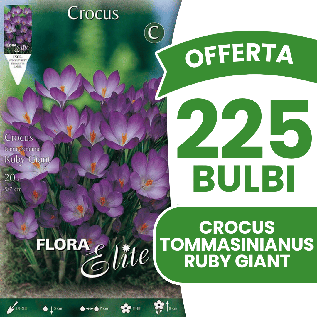 OFFERTA 225 BULBI CROCUS TOMMASINIANUS RUBY GIANT