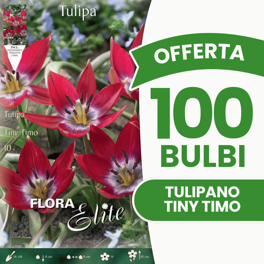 OFFERTA 100 BULBI TULIPANO TINY TIMO