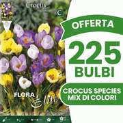 OFFERTA 225 BULBI CROCUS SPECIES MIX DI COLORI