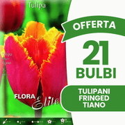 OFFERTA 21 BULBI TULIPANO FRINGED TIANO