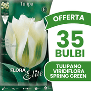 OFFERTA 35 BULBI TULIPANO VIRIDIFLORA SPRING GREEN