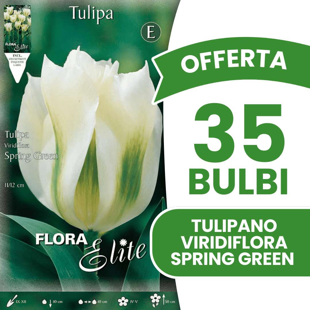 OFFERTA 35 BULBI TULIPANO VIRIDIFLORA SPRING GREEN