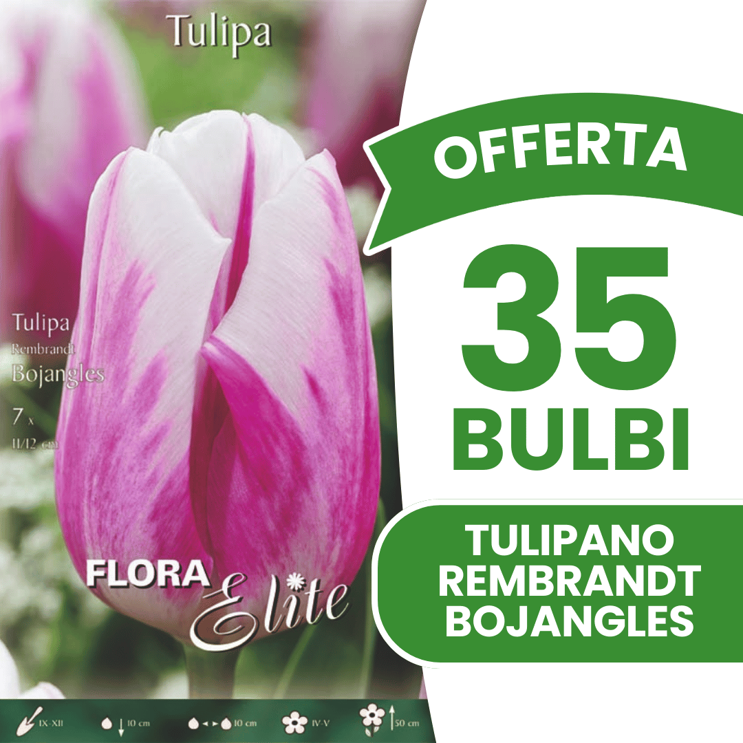 OFFERTA 35 BULBI TULIPANO REMBRANDT BOJANGLES