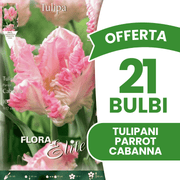 OFFERTA 21 BULBI TULIPANO PARROT CABANNA