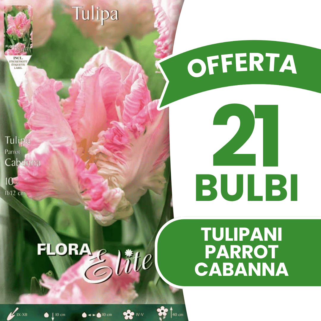 OFFERTA 21 BULBI TULIPANO PARROT CABANNA