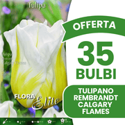 OFFERTA 35 BULBI TULIPANO REMBRANDT CALGARY FLAMES