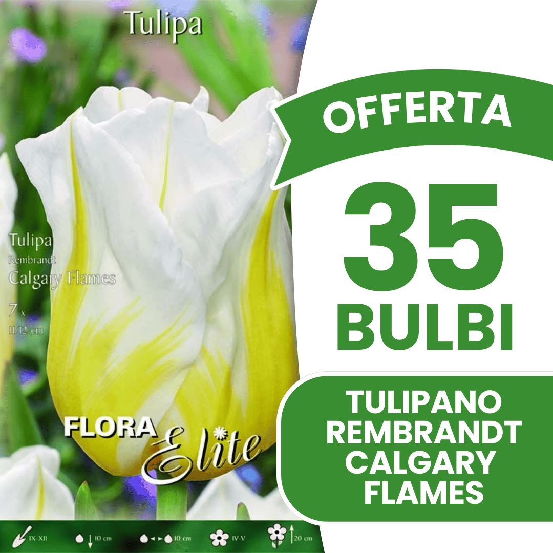 OFFERTA 35 BULBI TULIPANO REMBRANDT CALGARY FLAMES