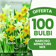 OFFERTA 100 BULBI NARCISO MINIATURE MIXED