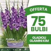 OFFERTA 75 BULBI GLADIOLI GLAMINI KIM