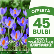 OFFERTA 45 BULBI CROCUS TOMMASINIANUS BARR'S PURPLE
