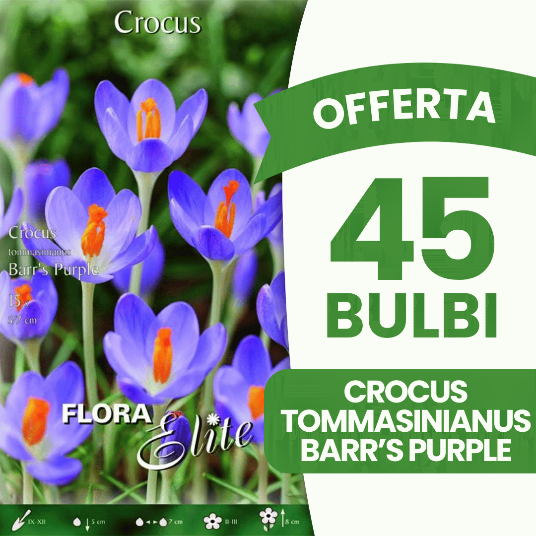OFFERTA 45 BULBI CROCUS TOMMASINIANUS BARR'S PURPLE