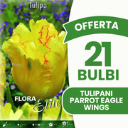 OFFERTA 21 BULBI TULIPANO PARROT EAGLE WINGS