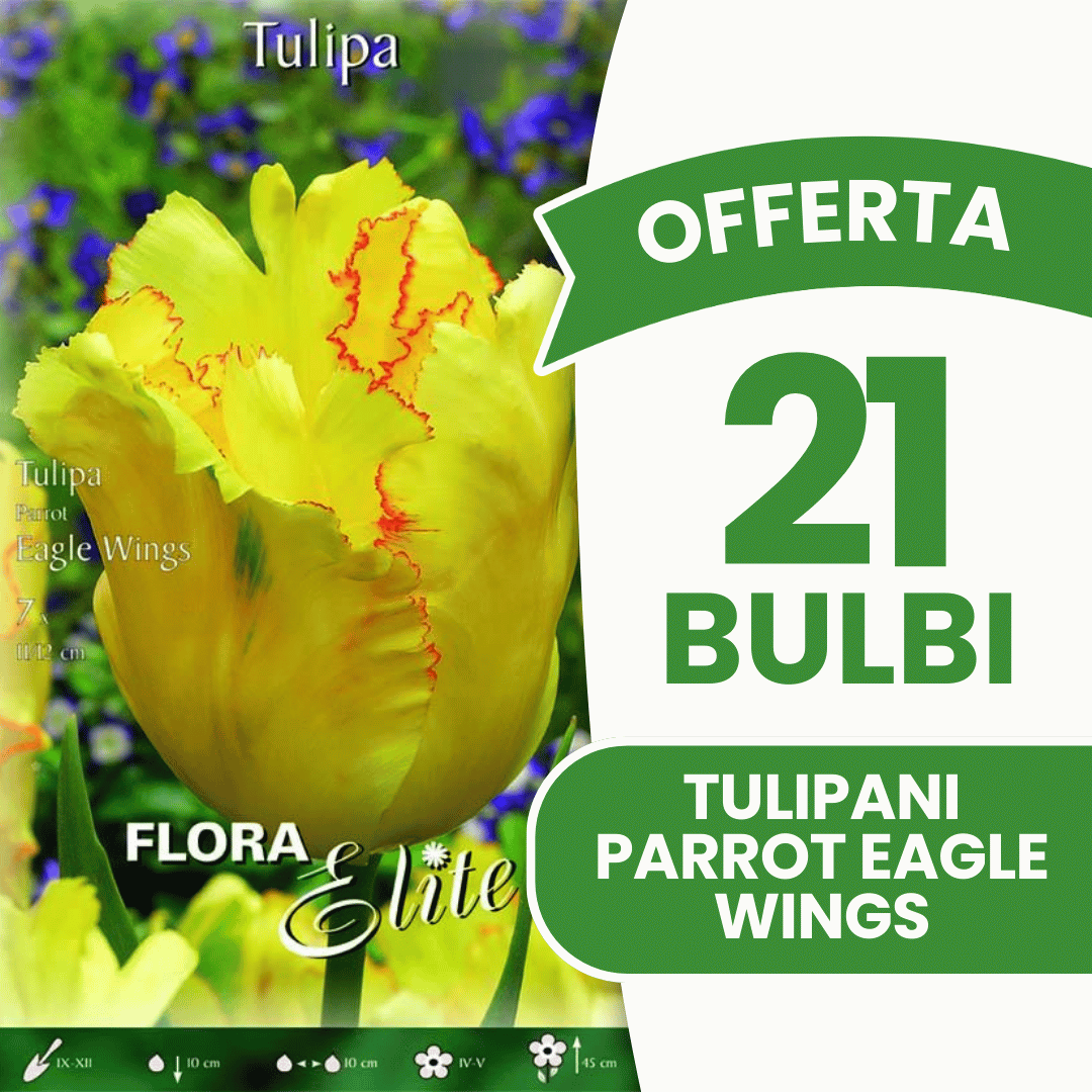 OFFERTA 21 BULBI TULIPANO PARROT EAGLE WINGS