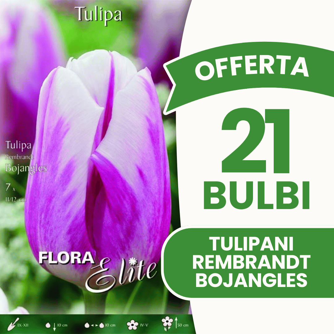 OFFERTA 21 BULBI TULIPANO REMBRANDT BOJANGLES