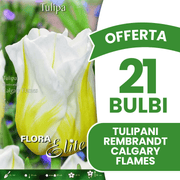 OFFERTA 21 BULBI TULIPANO REMBRANDT CALGARY FLAMES
