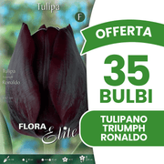 OFFERTA 35 BULBI TULIPANO TRIUMPH RONALDO