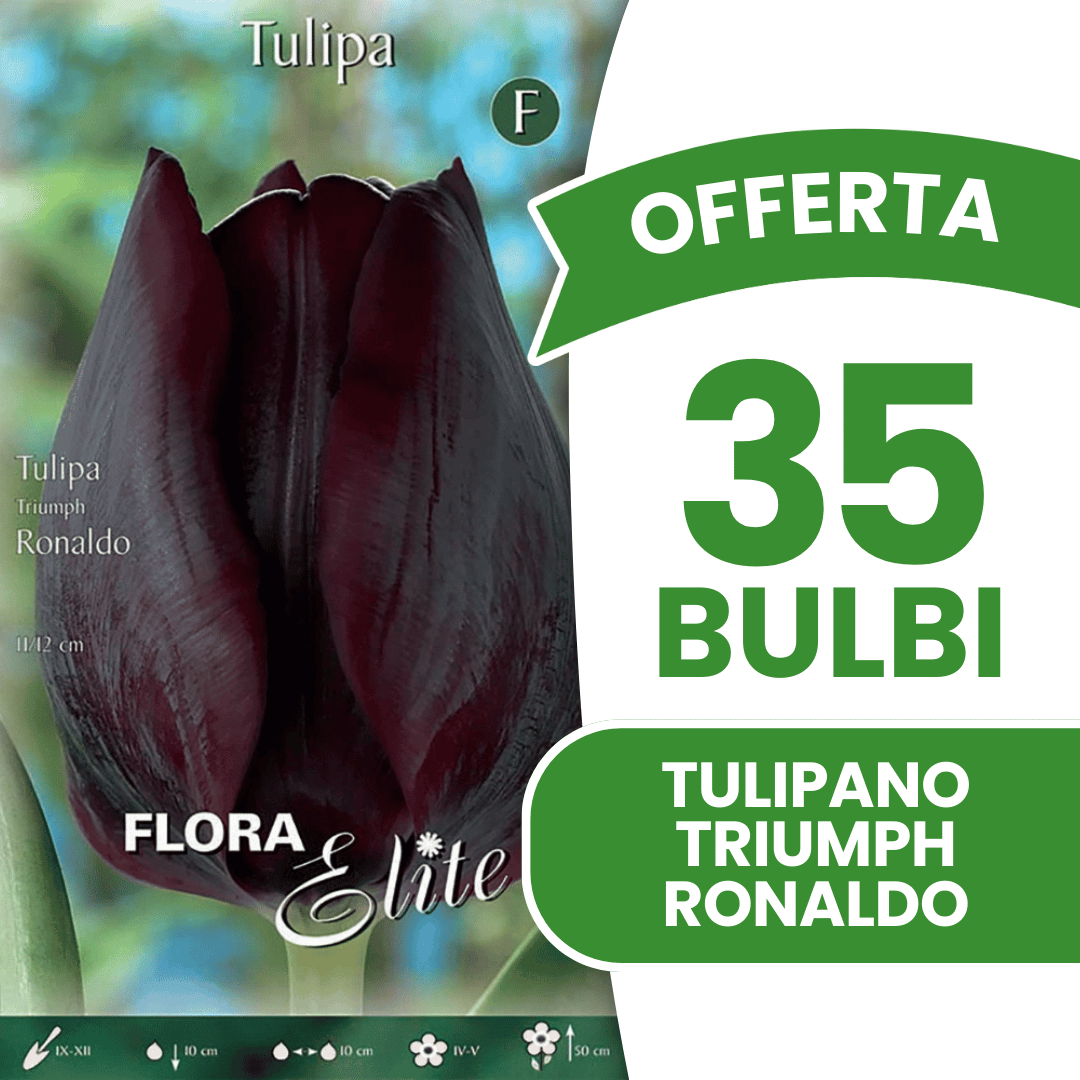 OFFERTA 35 BULBI TULIPANO TRIUMPH RONALDO