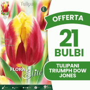 OFFERTA 21 BULBI TULIPANO TRIUMPH DOW JONES