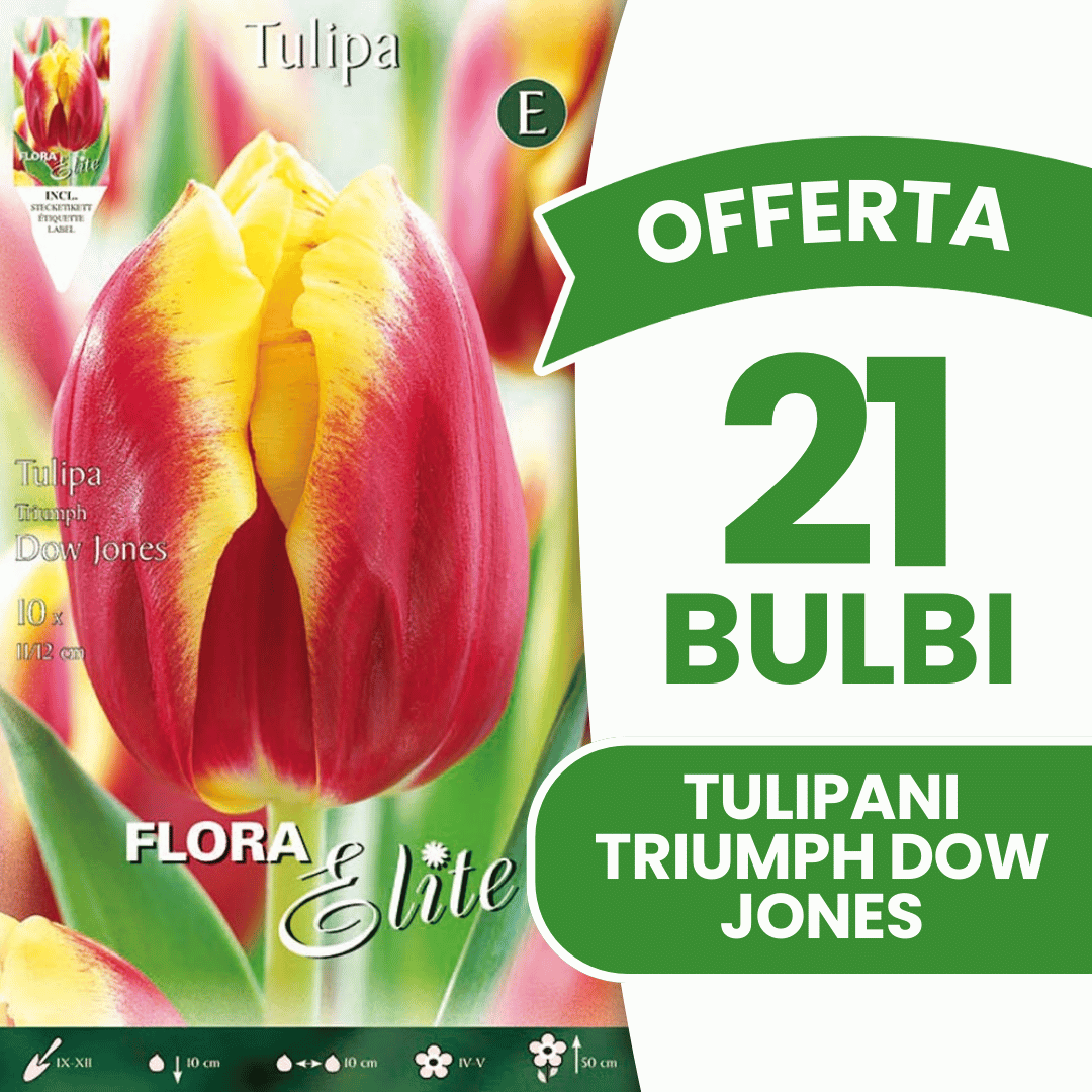 OFFERTA 21 BULBI TULIPANO TRIUMPH DOW JONES