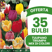 OFFERTA 35 BULBI TULIPANO TRIUMPH MIX DI COLORI