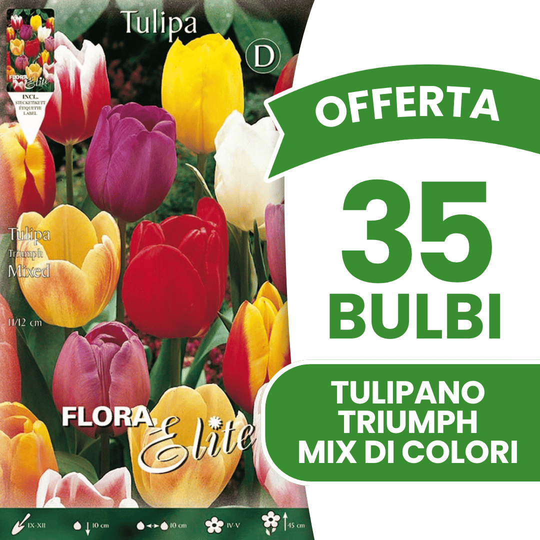 OFFERTA 35 BULBI TULIPANO TRIUMPH MIX DI COLORI